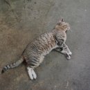 푸마농장 이미지