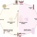 Stem cell-based therapy for human diseases. 2022 nature.. 이미지