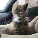 견학생스쿨 | 🐾 대형견 퍼피훈련은 끝이 아니라 시작이었어요