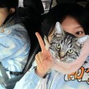 훼미리스키 이미지