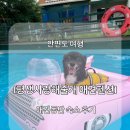 안면도행복목욕탕 | ♥ 안면도 애견동반 여행 [평생사랑해줄개 애견펜션] 내돈내산 재방문 의사 ㅇ 후기 준비물 &gt;__&lt; ♥ (초...