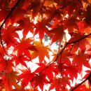 금선에너지 | 내장산 단풍 인생샷 명소 총정리! 우화정 &amp; 단풍 터널 숨은 포토 스팟 대방출