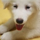 홍역이 아닌걸까요...........??제발.....(사진추가했어요 ^^) 이미지