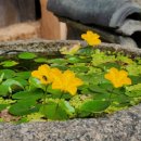 보성열화정>이진래고택 이미지