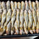 진도멸치 이미지