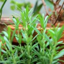 로즈마리 정원 이미지