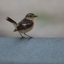 미리내캠프 이미지