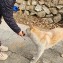 하 수의과 동물병원 | 개꼴통 달래 산속에 뛰어놀다 경북대학교 수의과대학 부속동물병원 다녀온썰