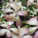 제비꽃들이 요즘 곱게 물들고 있어요 이미지