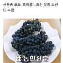 씨 없는 포도 "흑아롱" 이미지