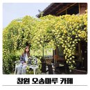 창원 목향장미 카페 오송마루 내돈내산 솔직후기