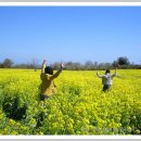 혼저옵서예 이미지