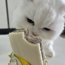 애플동물병원 이미지