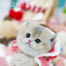 강남고양이분양 스타돌스 이미지