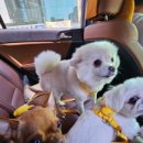 멍이네 이야기 이미지