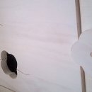 노벨라사 이미지