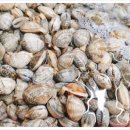 복많네해물칼국수 파주출판단지본점 이미지