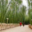 대숲여행 이미지