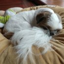 나니이모 이미지