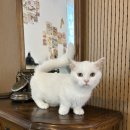 냥꿀냥꿀 이미지