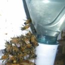 꿀벌 월동 스마트 창고에 관하여 2 이미지