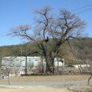 함안 영동리 회화나무 이미지