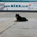 영선주유소 Daum카페