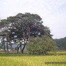 영주청구리입석 이미지