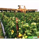 비자농장 이미지