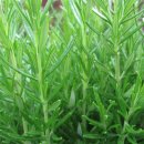 【푸른 풀 ,허바】 「허브(Herb)」 이미지
