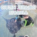 인카운터스 | 이루칸지 샤크&레이 인카운터스 투어 후기 ღ'ᴗ'ღ