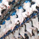 천주섭리수녀회 이미지