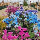 원예농장 | 화훼농원 '에테르식물농장'에서 힐링하세요 - 다양한 식물과 꽃을 구입하고 원예용품도 살 수 있는 도심...