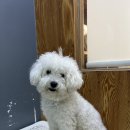 도도 그루밍 이미지