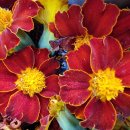 왜관동부초교(병설) 이미지