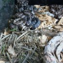 까치농장 이미지