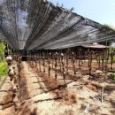 일조농장 이미지