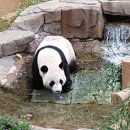 팬더랜드 이미지