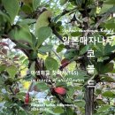 일본매자나무 코볼드 야생화를 찾아서(165) 한밭수목원 이미지