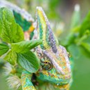 비타민 동물병원 이미지