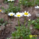 상화유치원 이미지