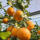 은파농장 이미지