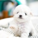 더독스 강아지분양 서울 이미지