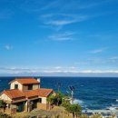 바다소나무 이미지