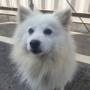 용인시 동물보호센터 이미지