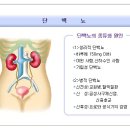 단백뇨(蛋白尿)-(proteinuria) 이미지