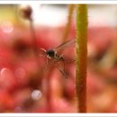 식충식물 - 피그미 겜마 이미지