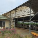 정남 목장 이미지