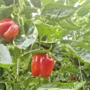부자농장 | [후기] 예산 육인농장 초청행사 🍅 아이들과 특별했던 체험, 파프리카와 함께 추억 만들고 온 하루!