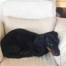 하얀멍이 이미지